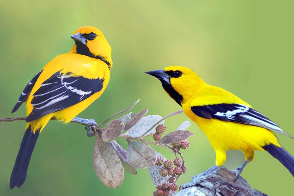 toche amarillo icterus nigrogularis