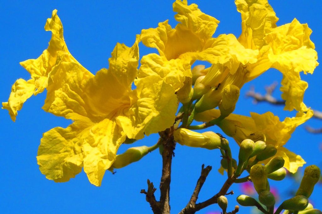 cañaguate handroanthus serratifolius