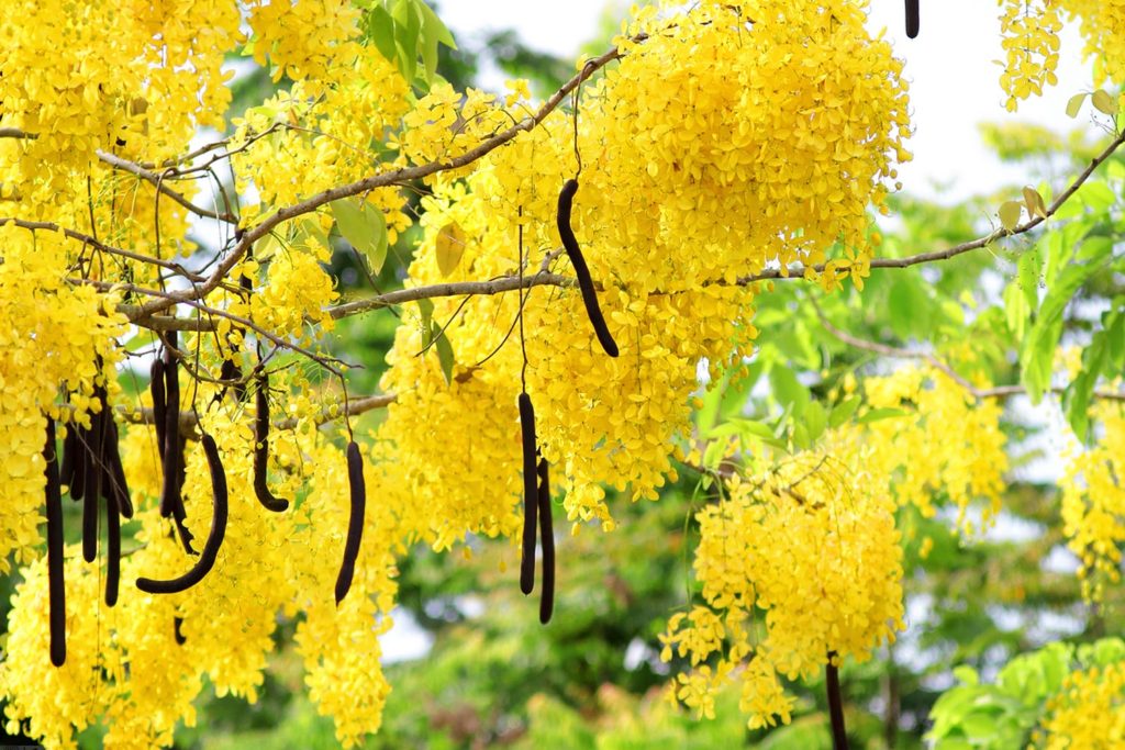 lluvia de oro cassia fistula