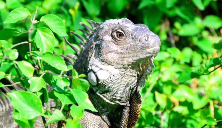 iguana verde