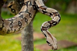 serpiente boa constrictor