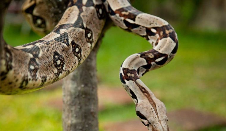 serpiente boa constrictor