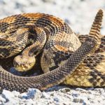 serpiente cascabel crotalus durissus