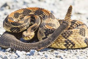 serpiente cascabel crotalus durissus