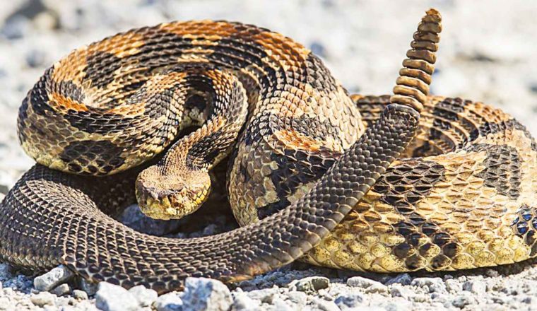 serpiente cascabel crotalus durissus