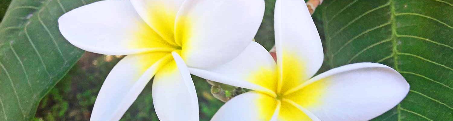 floron plumeria alba