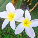 floron plumeria alba