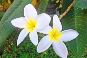 floron plumeria alba