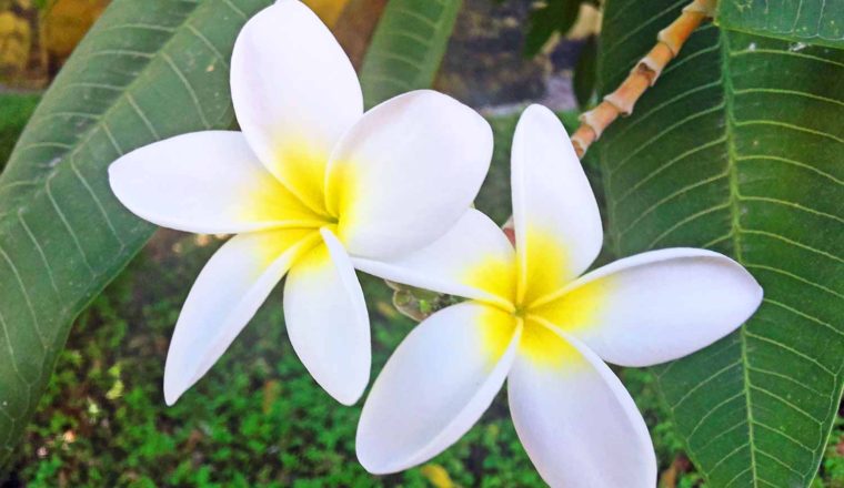 floron plumeria alba