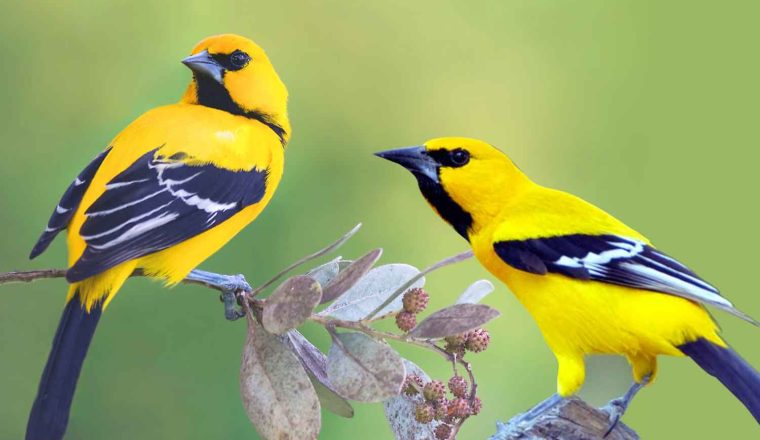 toche amarillo icterus nigrogularis