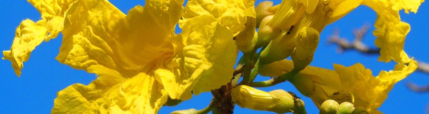 cañaguate handroanthus serratifolius