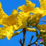 cañaguate handroanthus serratifolius