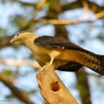 Aves de Santa Marta