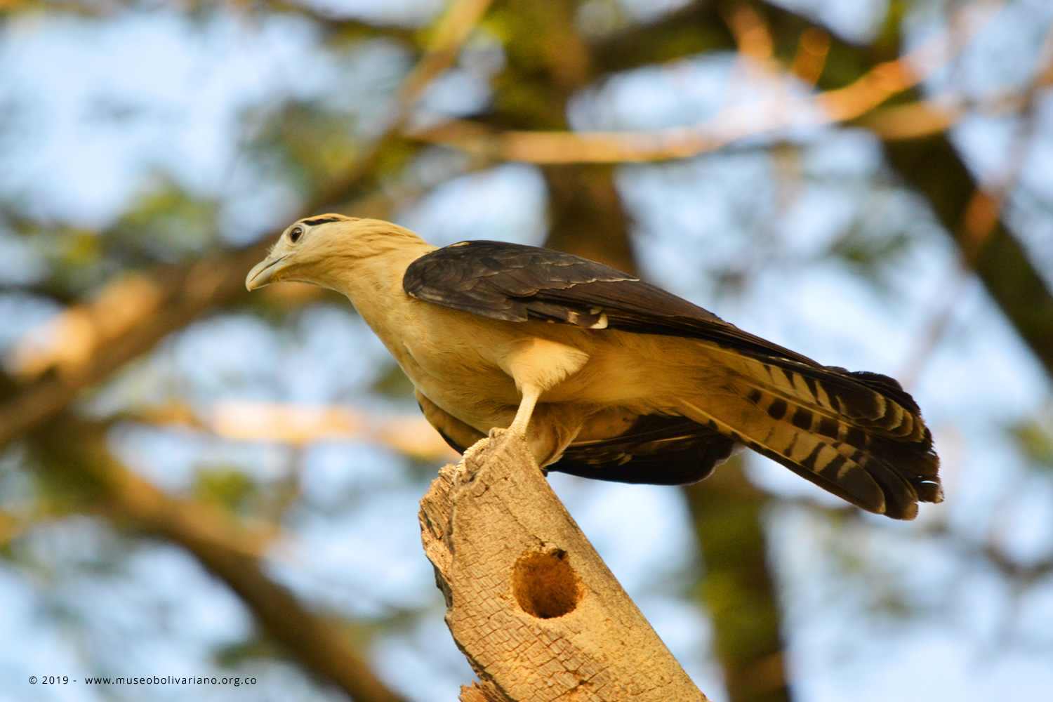 Aves de Santa Marta