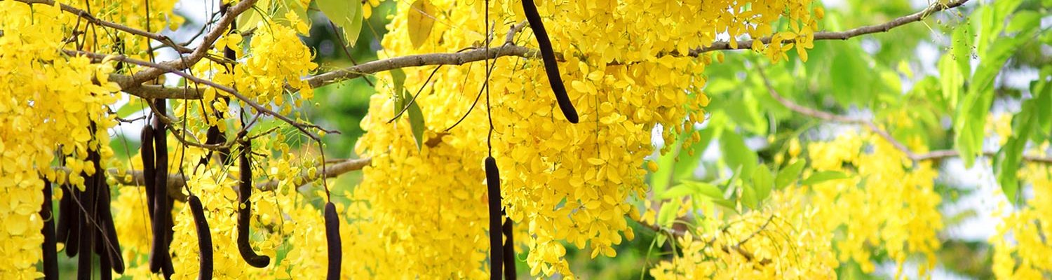 lluvia de oro cassia fistula