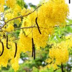 lluvia de oro cassia fistula