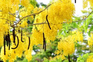 lluvia de oro cassia fistula