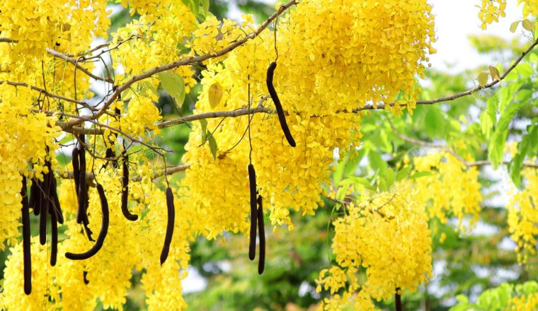 lluvia de oro cassia fistula