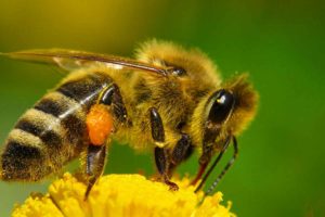 abeja apis mellifera