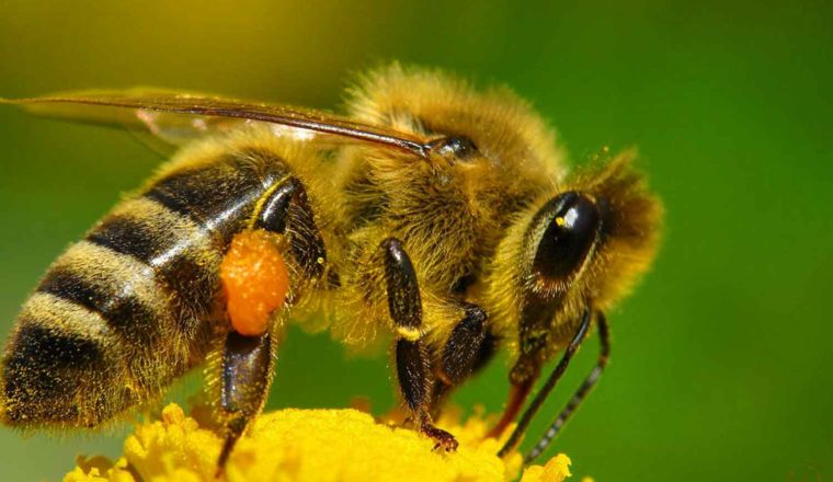 abeja apis mellifera