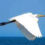 ardea alba