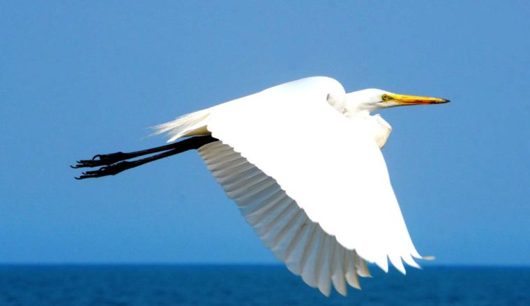 ardea alba