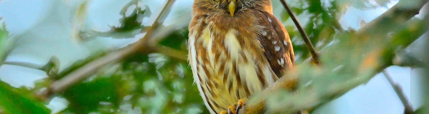 observacion de aves