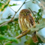 observacion de aves