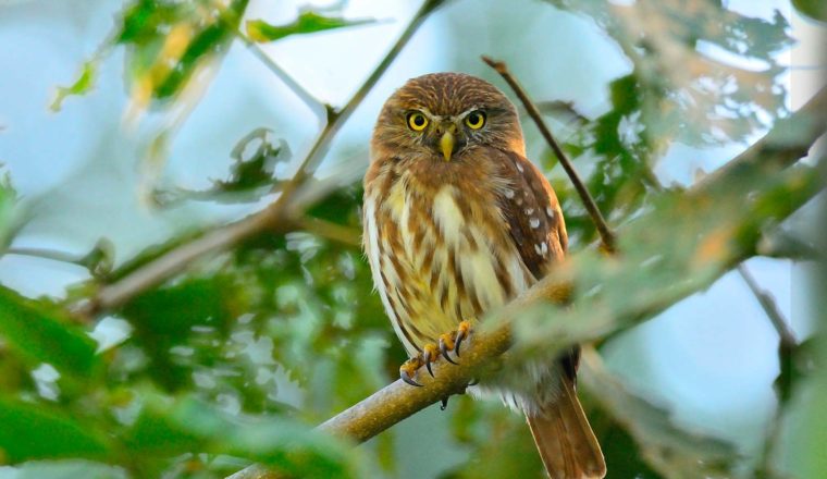 observacion de aves