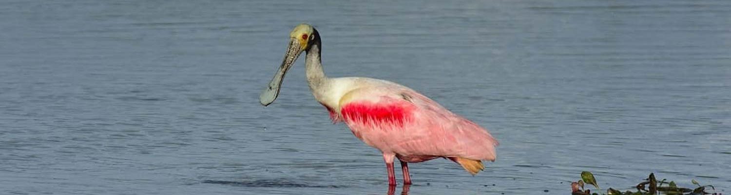 Avifauna asociada a humedales