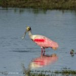 Avifauna asociada a humedales