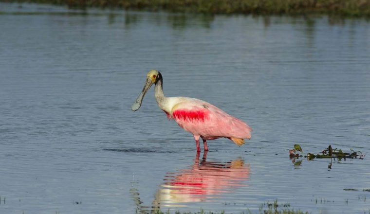 Avifauna asociada a humedales