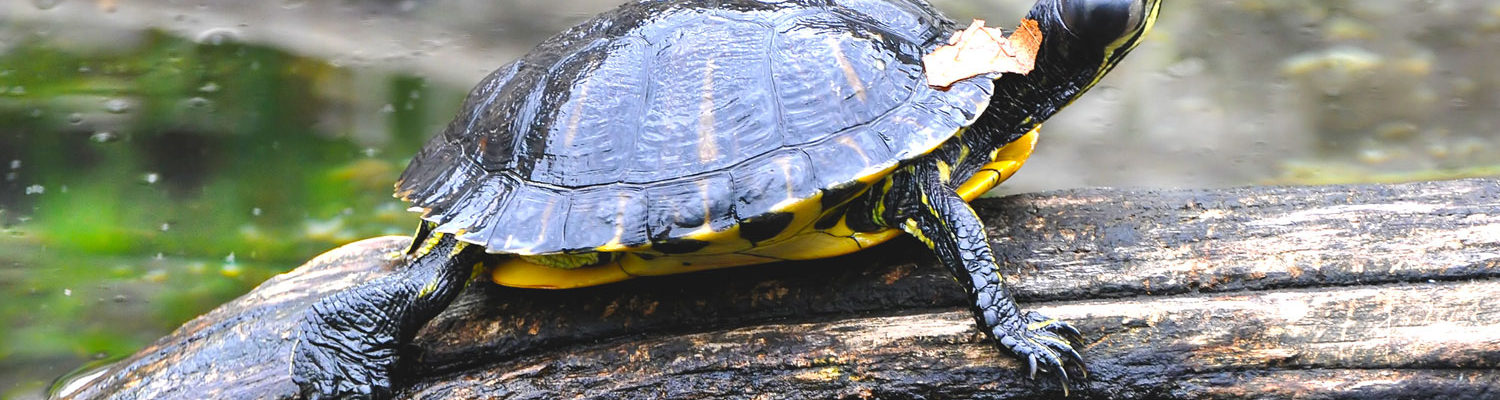 Trachemys callirostris