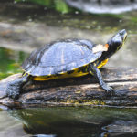 Trachemys callirostris