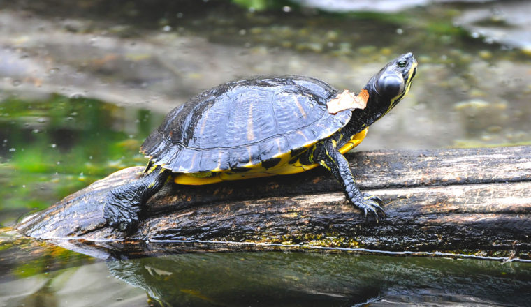 Trachemys callirostris