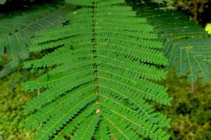 delonix regia