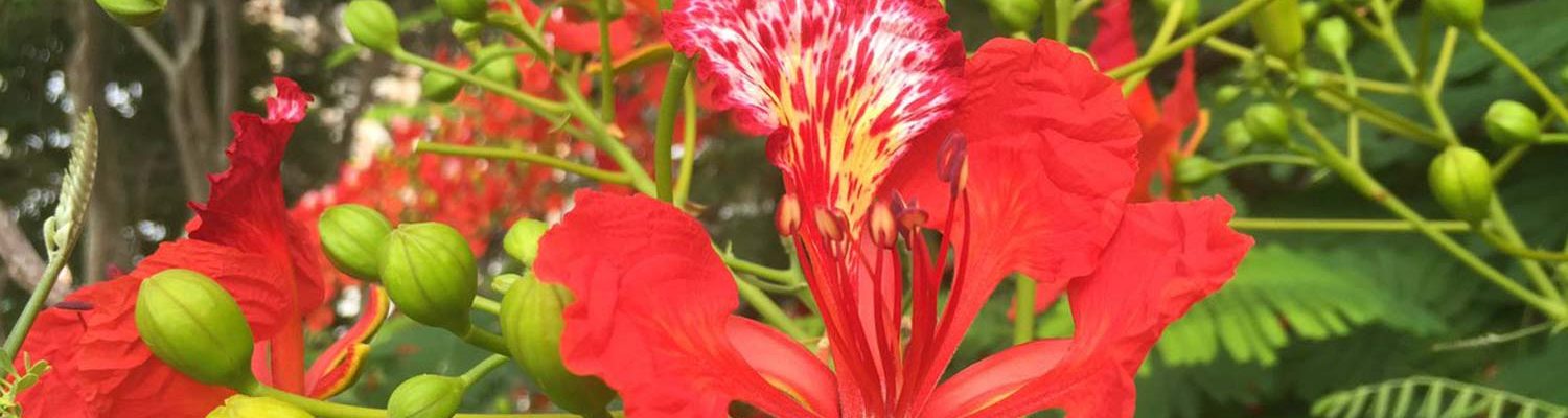 delonix regia