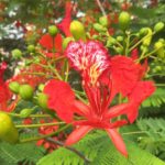 delonix regia