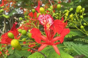 delonix regia