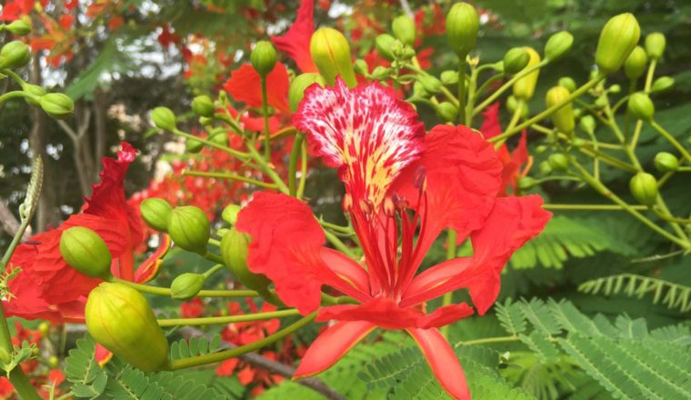 delonix regia